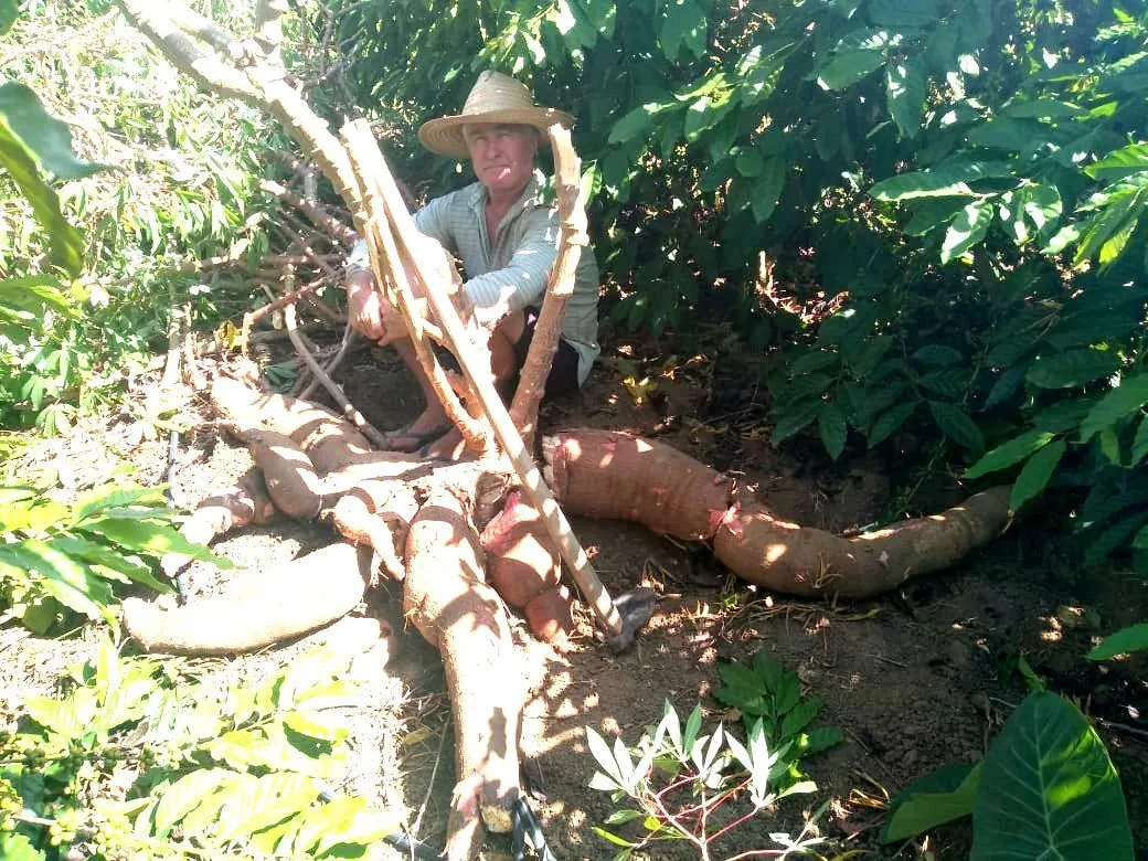 Imagem ilustrativa da imagem Agricultor colhe mandioca gigante com 64kg no Noroeste do Estado