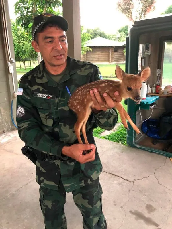 Imagem ilustrativa da imagem Polícia Ambiental resgata filhote de veado no interior do Estado