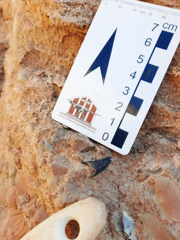Imagem ilustrativa da imagem FOTOS | Obra em rodovia descobre fósseis de dinossauros