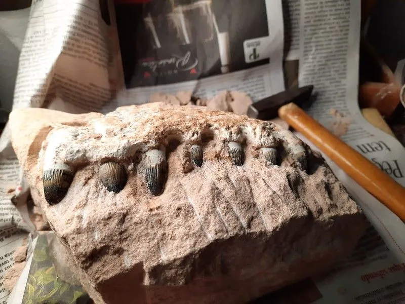 Imagem ilustrativa da imagem FOTOS | Obra em rodovia descobre fósseis de dinossauros