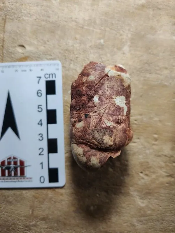 Imagem ilustrativa da imagem FOTOS | Obra em rodovia descobre fósseis de dinossauros