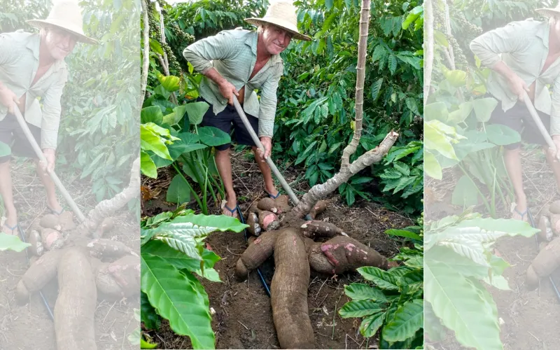 Imagem ilustrativa da imagem Agricultor colhe mandioca gigante com 64kg no Noroeste do Estado