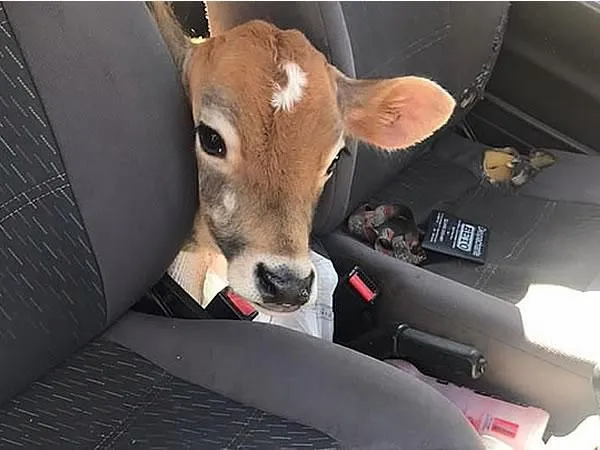 Imagem ilustrativa da imagem Homem é detido transportando três bezerros dentro de carro