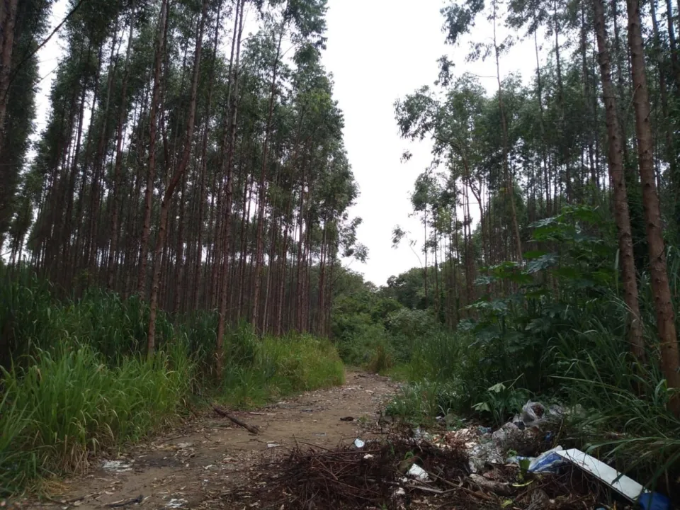 Imagem ilustrativa da imagem Homem é encontrado morto às margens de avenida na Serra