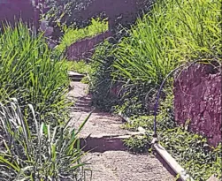 Imagem ilustrativa da imagem Mato em escadaria