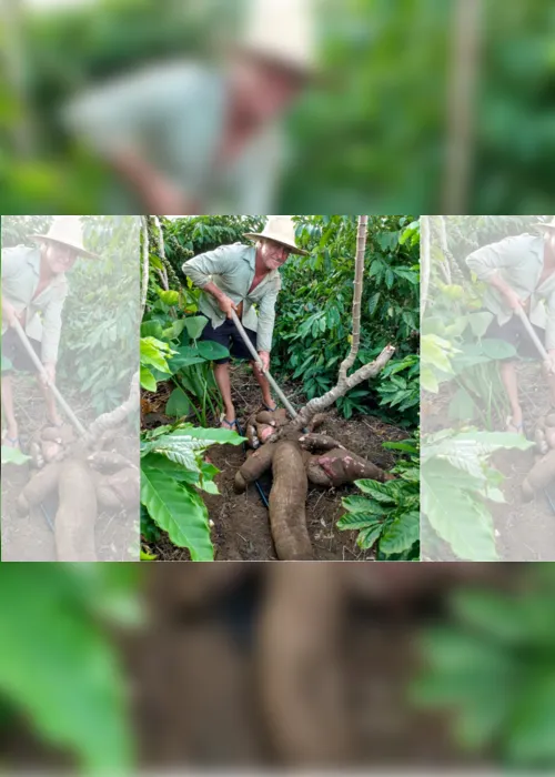 Imagem ilustrativa da imagem Agricultor colhe mandioca gigante com 64kg no Noroeste do Estado