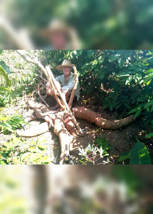 Imagem ilustrativa da imagem Agricultor colhe mandioca gigante com 64kg no Noroeste do Estado