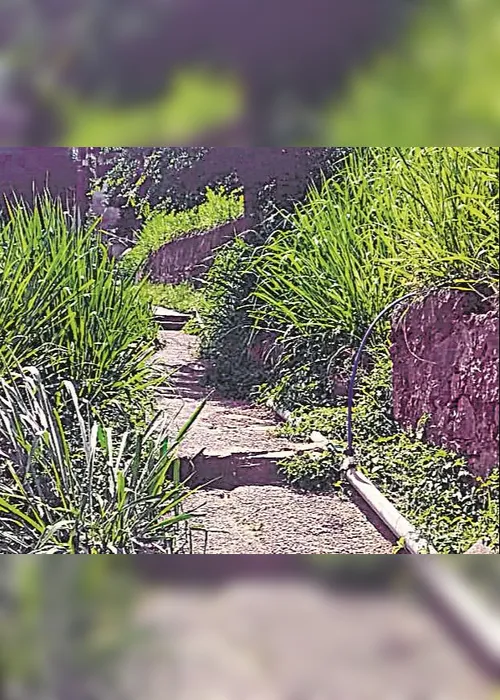 
          Imagem ilustrativa da imagem Mato em escadaria
          