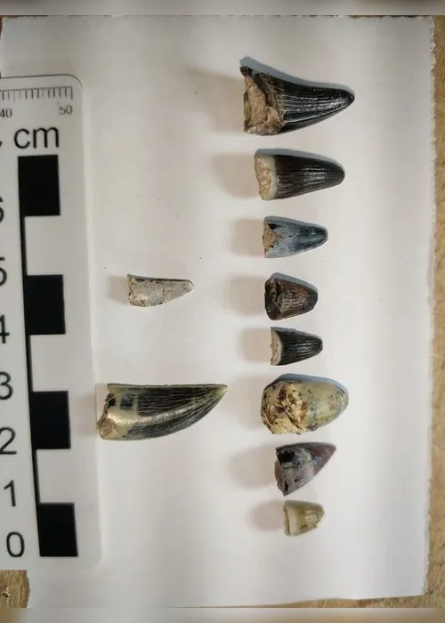 Imagem ilustrativa da imagem FOTOS | Obra em rodovia descobre fósseis de dinossauros