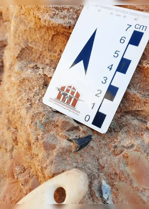 Imagem ilustrativa da imagem FOTOS | Obra em rodovia descobre fósseis de dinossauros