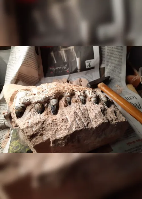 Imagem ilustrativa da imagem FOTOS | Obra em rodovia descobre fósseis de dinossauros