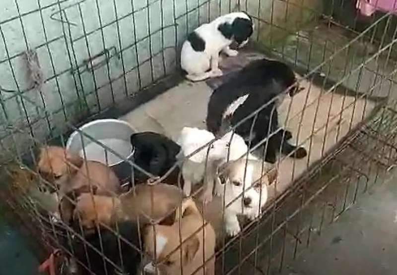 Animais eram mantidos em gaiolas na "fábrica"