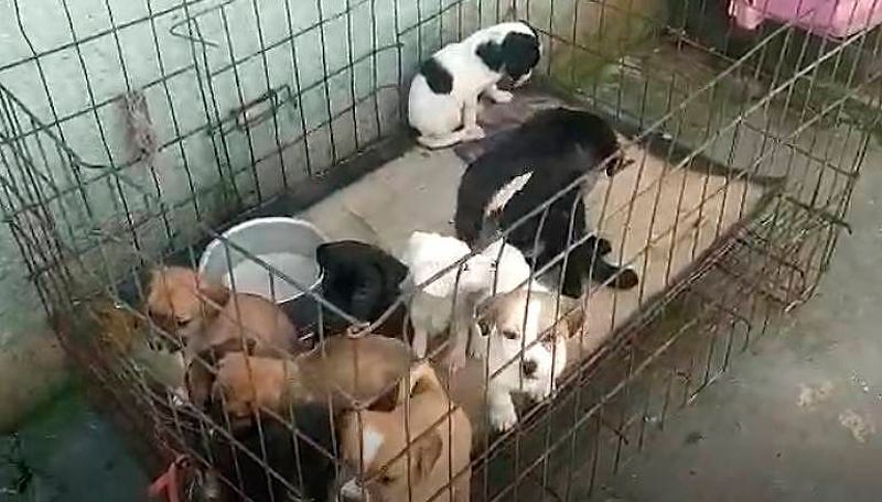 Animais eram mantidos em gaiolas na "fábrica" (Foto: Reprodução / PMSP)