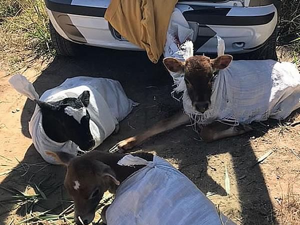Filhotes tinham cerca de 80 dias de vida. (Foto: Divulgação / PMRv)