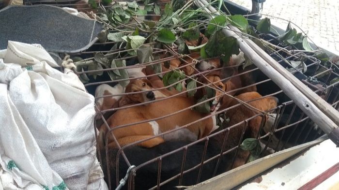 Cães de caça estavam em caminhonete (Foto: Divulgação Polícia Militar)