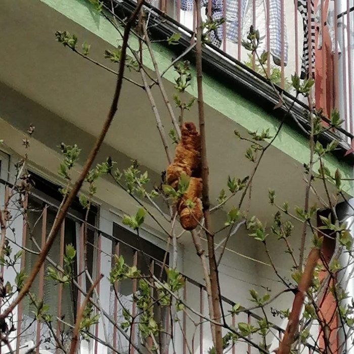 Moradores acionaram as autoridades após observarem "animal" incomum (Foto: Reprodução Facebook KTOZ)