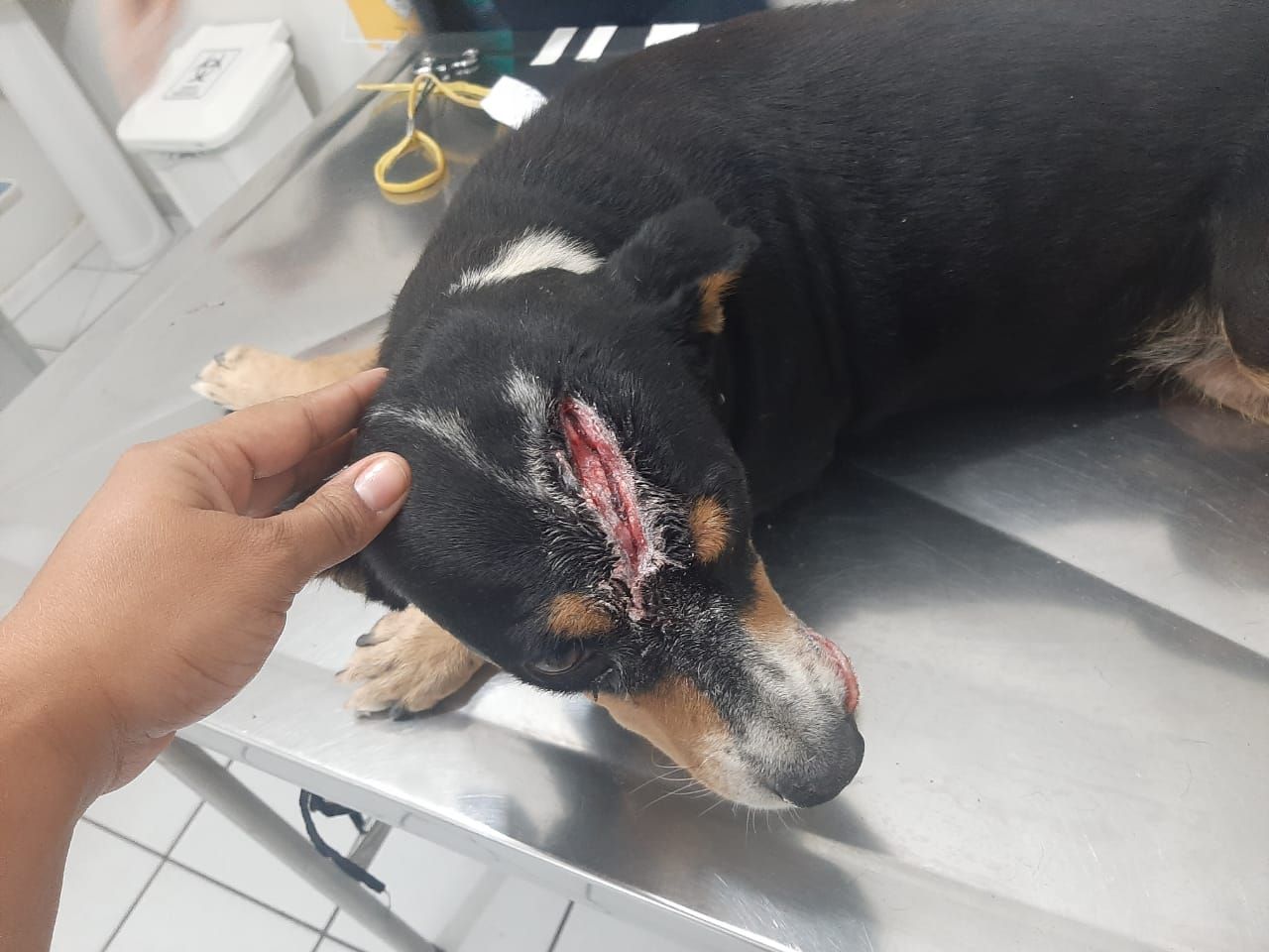 Nina foi ferida com golpes de facão (Foto: Divulgação)