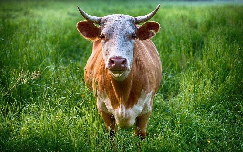 A vítima foi atingida no tórax e no abdômen pelo animal enquanto trabalhava em uma propriedade rural (Foto: Pixabay)