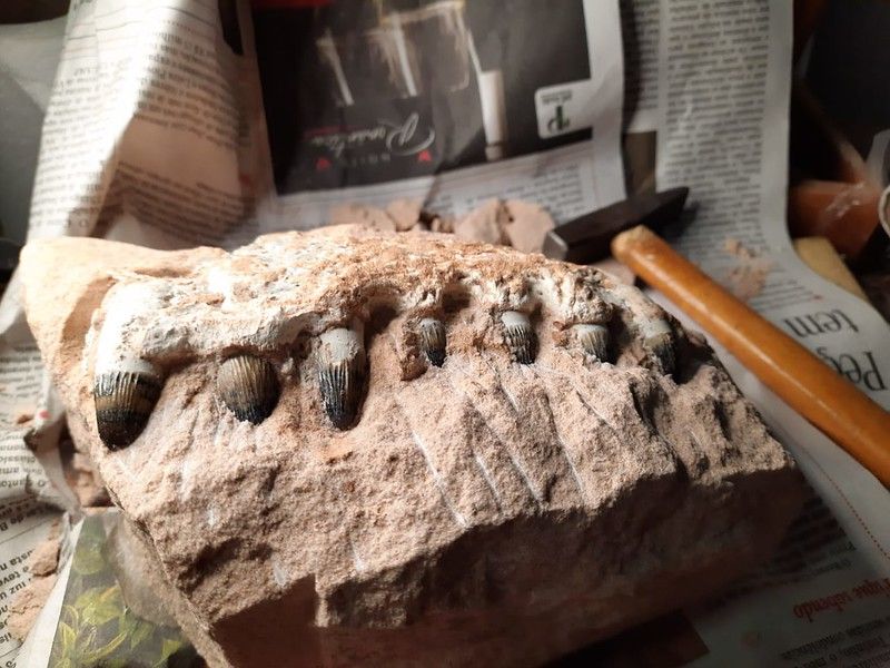 (Foto: Obra em São Paulo encontra fósseis de Dinossauros)