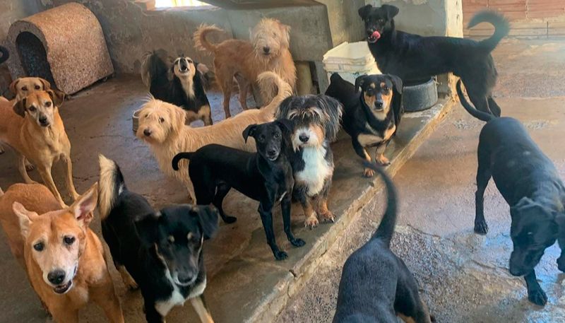 Parte dos cães que - agora - precisam de um lar em Rio Claro (Foto: Giselle Pfeifer / Arquivo Pessoal)