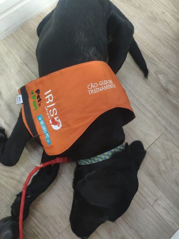 A labrador Zoe sempre circula com um colete de identificação de cão-guia em treinamento (Foto: Acervo Pessoal)