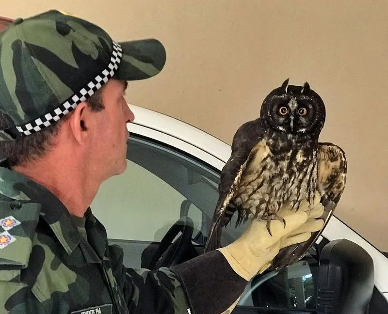 Imagem ilustrativa da imagem Polícia Ambiental resgata coruja "mocho-diabo" no Estado