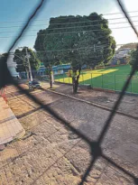 Imagem ilustrativa da imagem Árvore “ameaça” rede elétrica