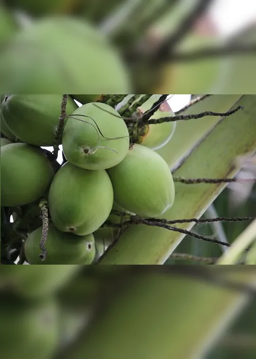 Imagem ilustrativa da imagem Ufes desenvolve processo que transforma casca de coco verde em etanol