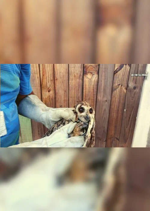 Imagem ilustrativa da imagem ​Coruja-orelhuda é resgatada após acidente em Vila Velha
