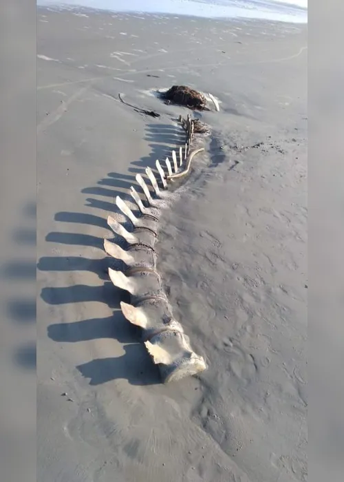 Imagem ilustrativa da imagem Esqueleto gigante é desenterrado e some em praia