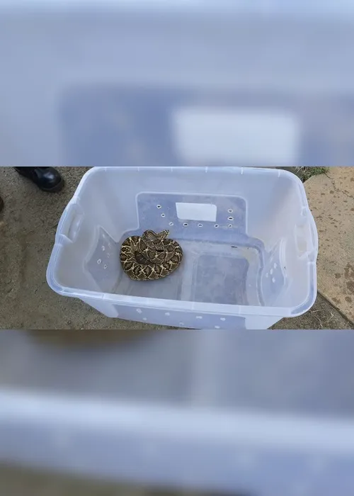 Imagem ilustrativa da imagem Polícia Ambiental resgata serpentes em cativeiro em Vila Velha