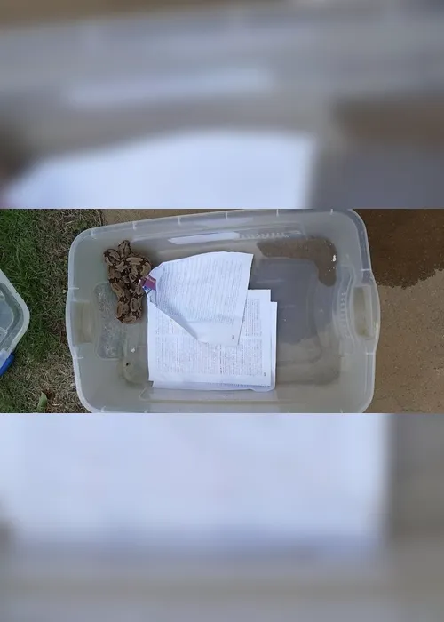Imagem ilustrativa da imagem Polícia Ambiental resgata serpentes em cativeiro em Vila Velha
