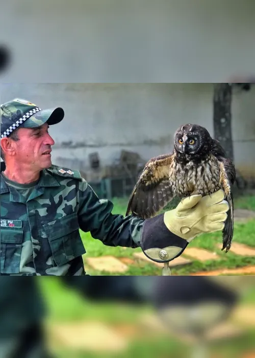 Imagem ilustrativa da imagem Polícia Ambiental resgata coruja "mocho-diabo" no Estado