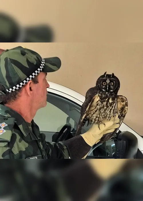 Imagem ilustrativa da imagem Polícia Ambiental resgata coruja "mocho-diabo" no Estado
