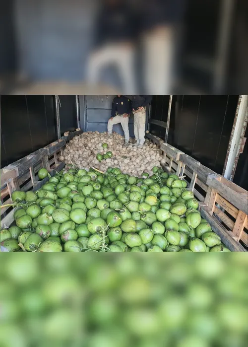 Imagem ilustrativa da imagem VÍDEO | Polícia flagra drogas escondidas em caminhão com carga de coco