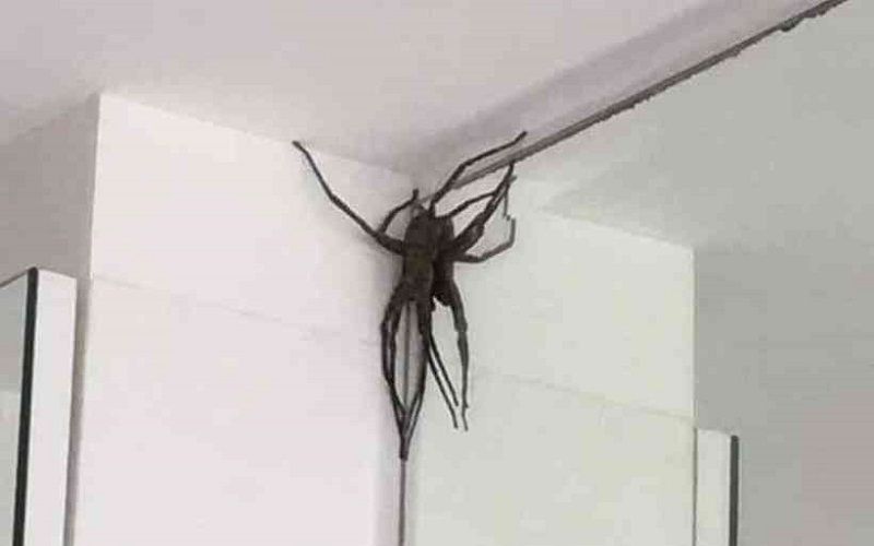 A aranha, da espécie conhecida como armadeira, tem o tamanho de um palmo (Foto: Divulgação/ Facebook)