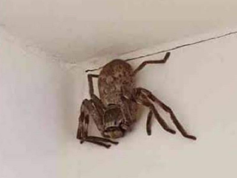 Moradores voltaram a registrar novas aparições das aranhas "gigantes" durante este final de semana (Foto: Divulgação)