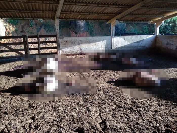 Três vacas e um boi foram abatidos pelos bandidos (Foto: Acervo pessoal )