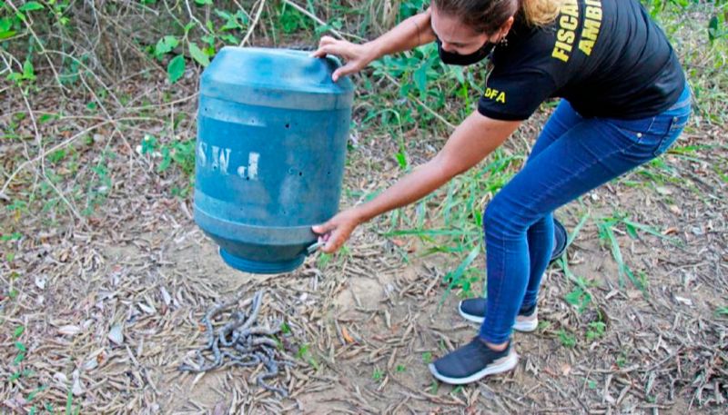 Parte dos animais foram levados para a Lagoa Jacuném (Foto: Divulgação / PMS)