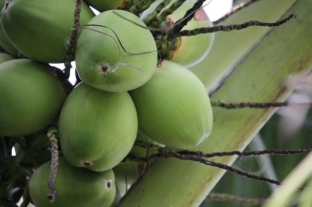 Coco verde (Foto: Pixabay)