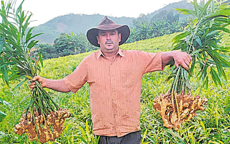 Josué Edmundo, de Santa Leopoldina, com suas raízes: “Eu já comprei terra, moto, trator, tudo na base do gengibre” (Foto: Acervo Pessoal)