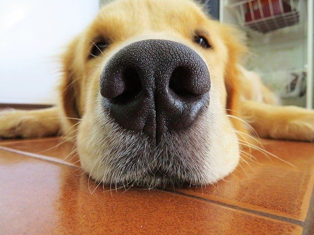 Foto ilustrativa de um Golden retriever (Foto: Pixabay)