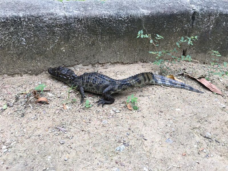 Tortinho quando foi encontrado na rua, em Jacaraípe (Foto: Divulgação/projeto Caiman)