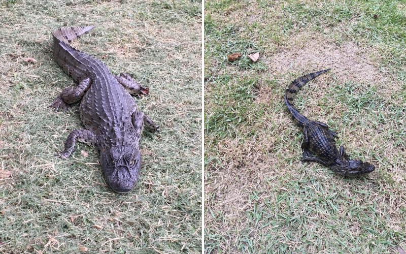 Lucas e Tortinho, respectivamente, no centro de reabilitação do Projeto Caiman (Foto: Divulgação/Projeto Caiman)