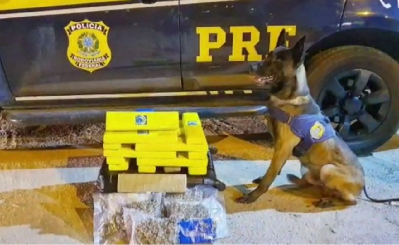 Cão K9 com as drogas encontradas (Foto: Divulgação / PRF)
