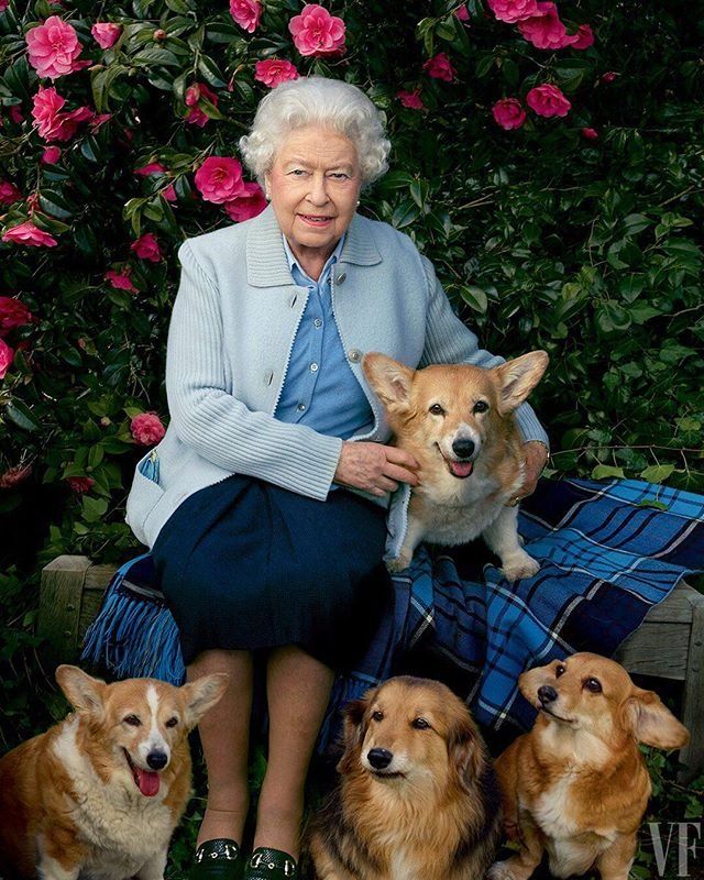 Morre cão que rainha Elizabeth II ganhou durante doença do marido (Foto: Reprodução/ Instagram)