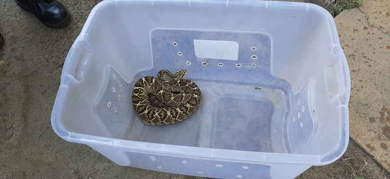 Polícia Ambiental resgata serpentes em cativeiro em Vila Velha. (Foto: Polícia Ambiental)