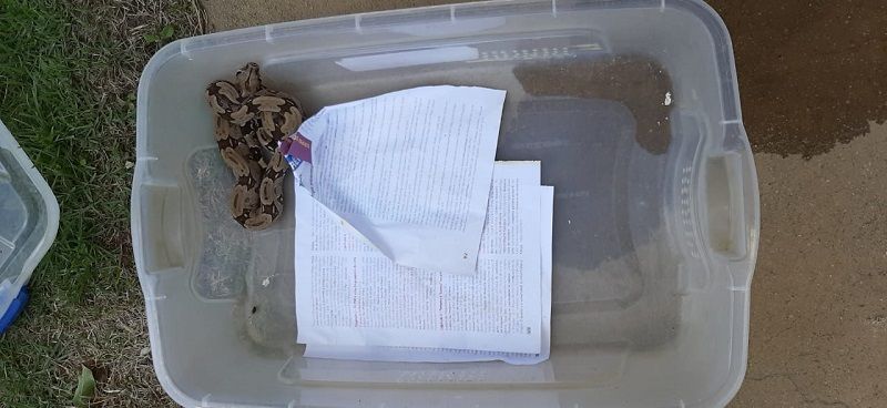 Polícia Ambiental resgata serpentes em cativeiro em Vila Velha (Foto: Polícia Ambiental)