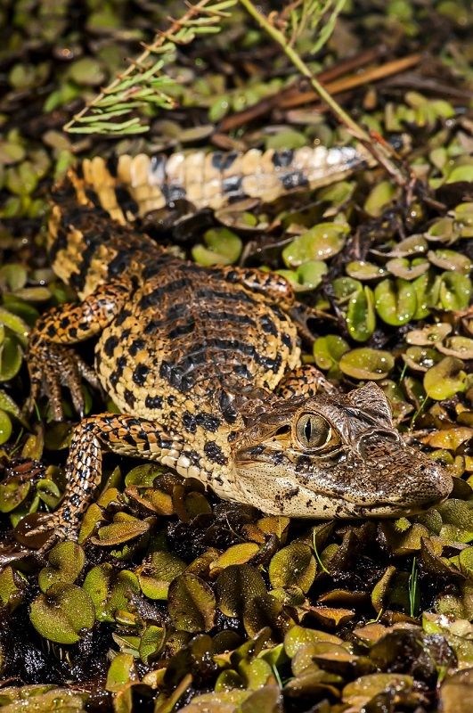 Projeto de lei quer criar na Serra o Dia do Jacaré (Foto: Leonardo Mereçon - Projeto Caiman)