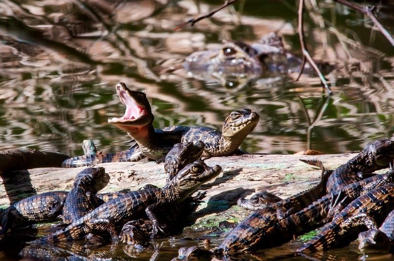 Projeto de lei quer criar na Serra o Dia do Jacaré (Foto: Leonardo Mereçon - Projeto Caiman)